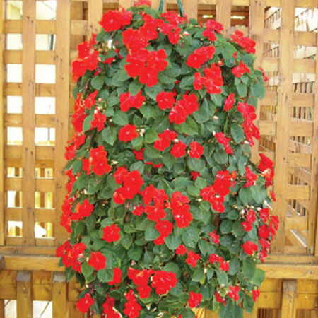 Hanging Grow Bags - 10 Hole, Containers - 500 Bags image number null