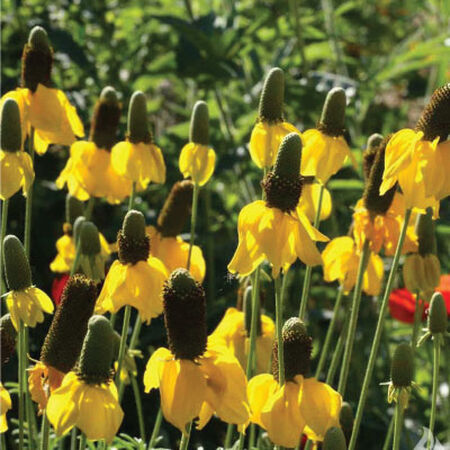 Prairie Coneflower, Ratibida Seeds - Packet image number null