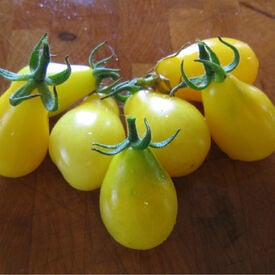 Yellow Pear, Tomato Seeds