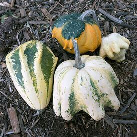 Ten Commandments, Gourd Seeds