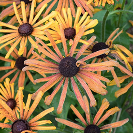 Chim Chiminee, Rudbeckia Seeds