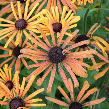 Chim Chiminee, Rudbeckia Seeds - 50 Seeds image number null