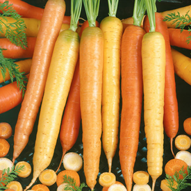 Culinary Blend, Carrot Seeds