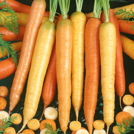 Bambino Carrot Heirloom Seeds Open Pollinated Orange Carrot 