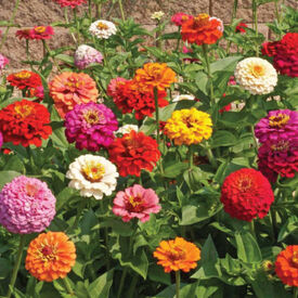 Cut and Come Again, Zinnia Seeds