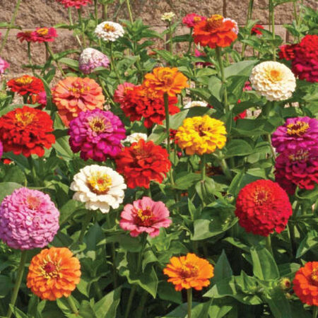 Cut and Come Again, Zinnia Seeds - Packet image number null