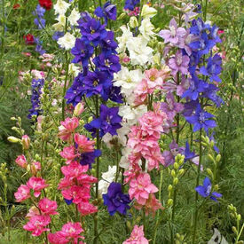 Imperial Mix, Delphinium Seeds