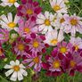 Sea Shells Mix, Cosmo Seeds - Packet thumbnail number null