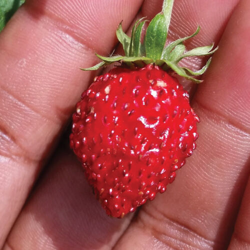 Strawberry IRISHKA F1 Seeds large-fruited red Ukraine 15 seeds Gardener's dream 