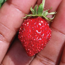 Reine des Vallees, Strawberry Seeds