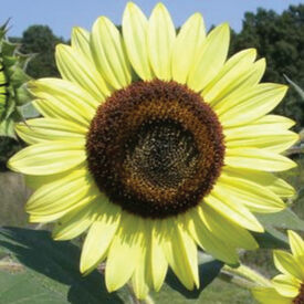 Lemon Queen, Sunflower Seeds