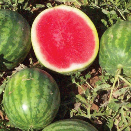 Little Trip Seedless F1 Watermelon Seeds Urban Farmer