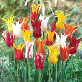 Lily Flowering Mix, Container Flowers
