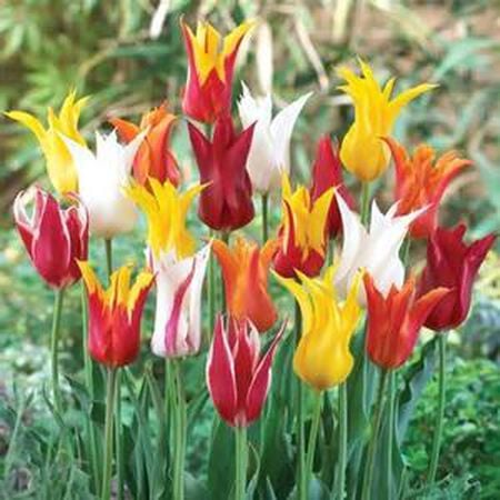 Lily Flowering Mix, Container Flowers image number null