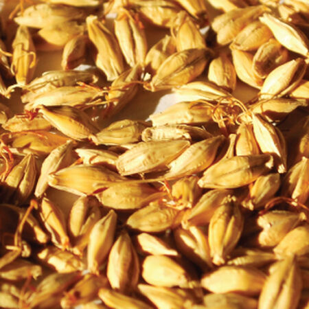 Thoroughbred Barley, Grains - 1 Pound image number null