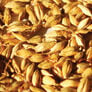 Thoroughbred Barley, Grains - 1 Pound thumbnail number null