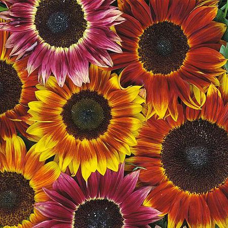 Harlequin, Sunflower Seeds - 50 Seeds image number null
