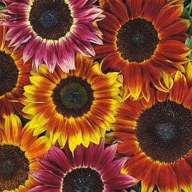 Harlequin, Sunflower Seeds