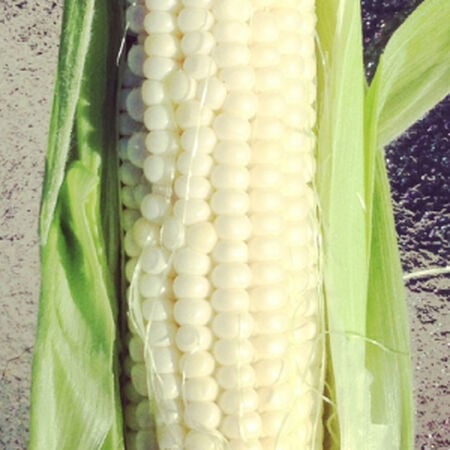 Silver King, Corn Seed - Packet (1 oz.) image number null