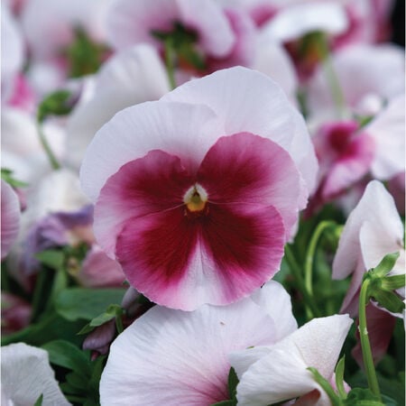 Beacon Rose Spring Grandio, (F1) Pansy Seeds - Packet image number null