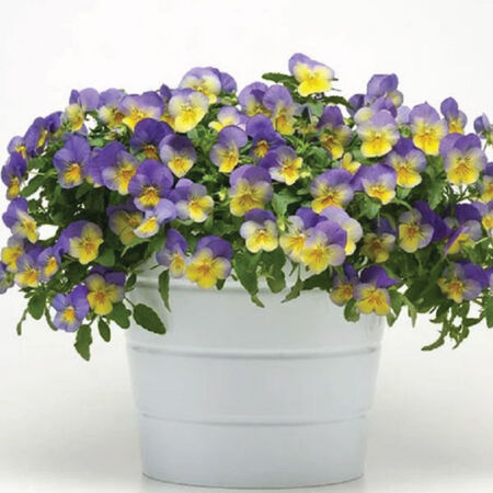 Blueberry Swirls Cool Wave, (F1) Pansy Seeds - Packet image number null