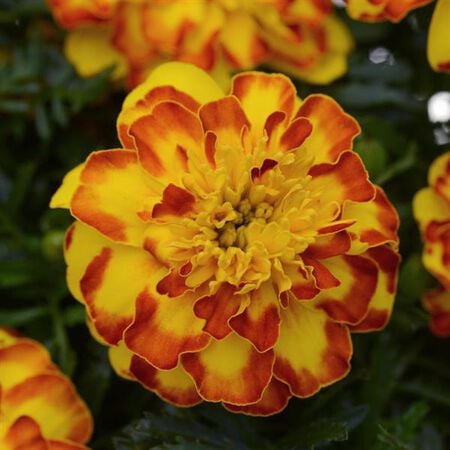 Flamenco, Marigold Seeds image number null