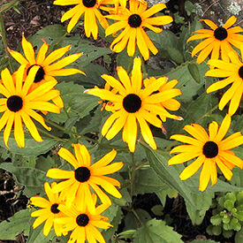 Black Eyed Susan, Rudbeckia Seeds