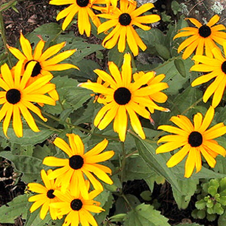 Black Eyed Susan, Rudbeckia Seeds - Packet image number null