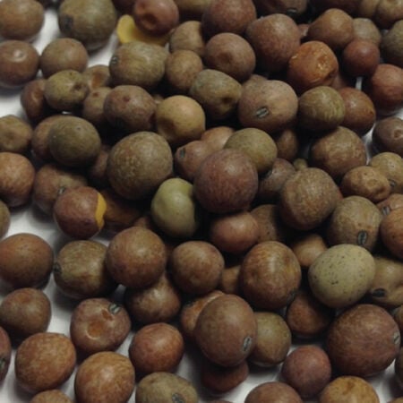 Secada Forage Pea, Legumes - 1 Pound image number null