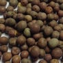 Secada Forage Pea, Legumes - 1 Pound thumbnail number null