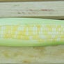 Peaches and Cream, (F1) Corn Seed thumbnail number null