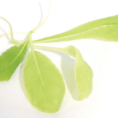 Tendergreen Mustard, Microgreen Seeds - 1/4 Pound image number null