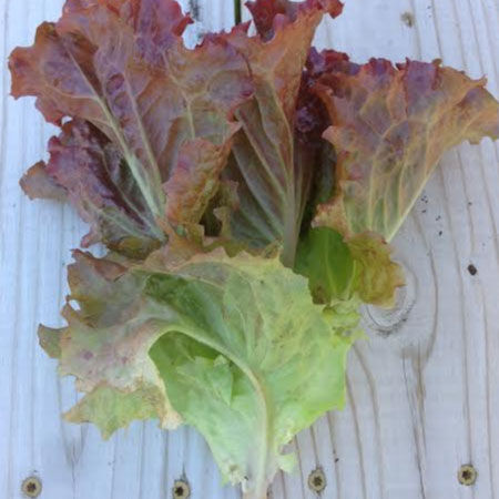 Ruby Red, Lettuce Seeds - Packet image number null