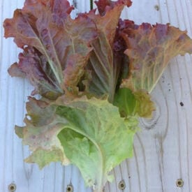 Ruby Red, Lettuce Seeds