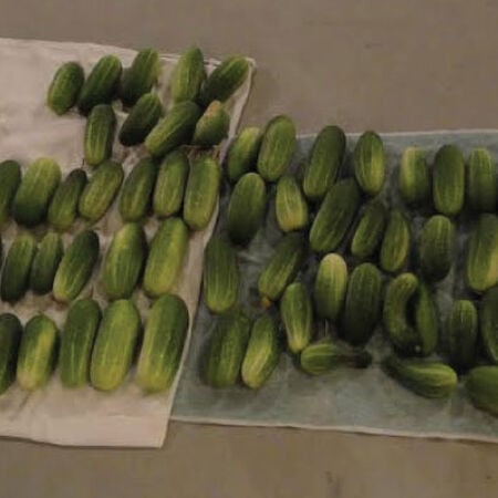 Homemade Pickles, Cucumber Seeds - Packet image number null