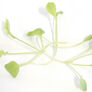 Minowase Daikon Radish, Microgreen Seeds - 1/4 Pound thumbnail number null
