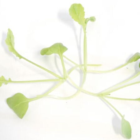 Minowase Daikon Radish, Microgreen Seeds - 1/4 Pound image number null