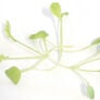 Minowase Daikon Radish, Microgreen Seeds thumbnail number null