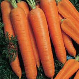 Napoli, (F1) Carrot Seeds