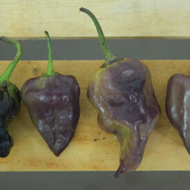 Purple Bhut Jolokia, Pepper Seeds