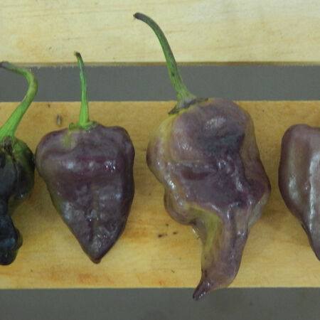 Purple Bhut Jolokia, Pepper Seeds - Packet image number null