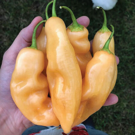 Sugar Rush Peach, Pepper Seeds - Packet image number null