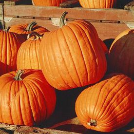 Jack O'Lantern, Pumpkin Seeds