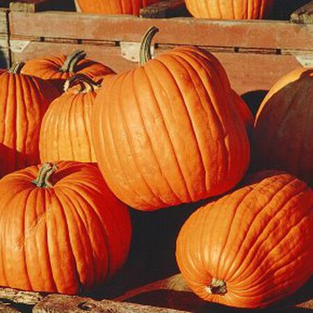 Halloween, Pumpkin Seeds - Packet image number null
