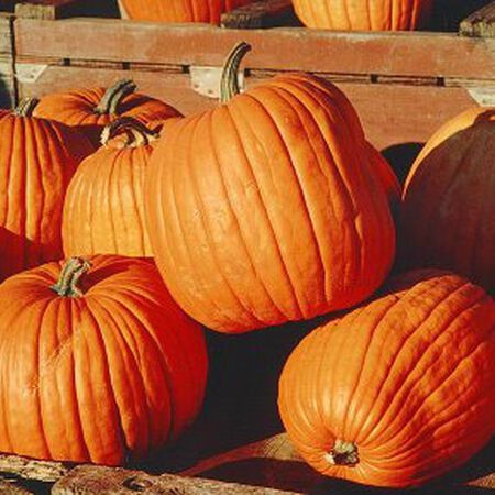 Jack O'Lantern, Pumpkin Seeds - Packet image number null