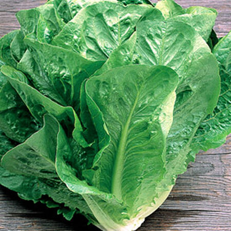 Green Towers, Lettuce Seeds - Packet image number null