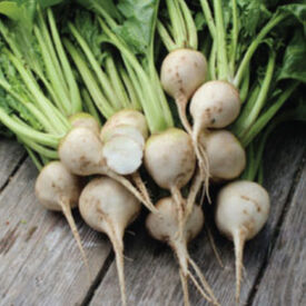 White Albino, Beet Seeds