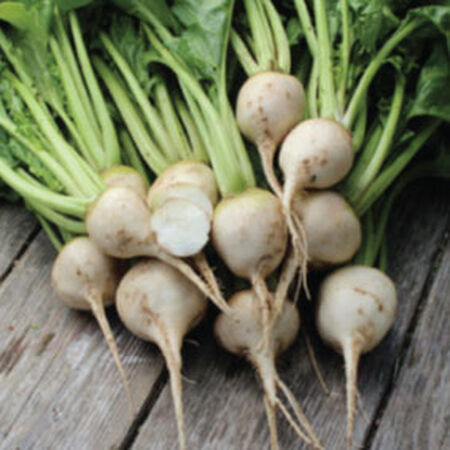 White Albino, Beet Seeds - Packet (200 Seeds) image number null