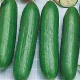 Burpless Bush Slicer, (F1) Cucumber Seeds