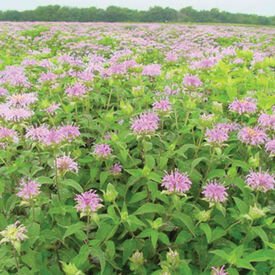 Wild Bergamot, Monarda Seeds